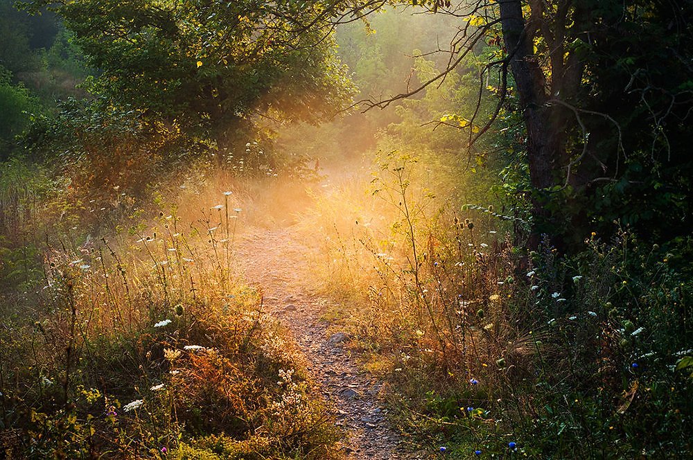 Narrow dirt path winding through a sunlit forest with golden light, wildflowers, and tall trees lining the trail